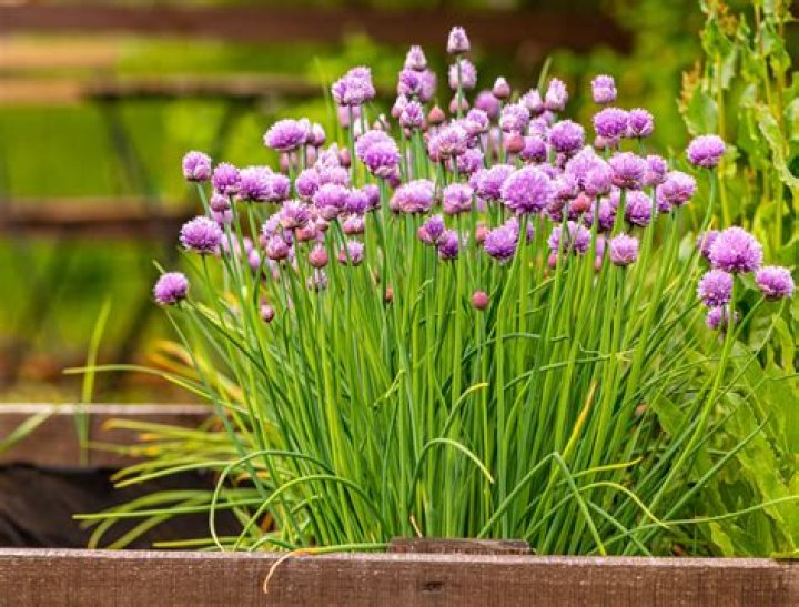 Are all chive plants edible?