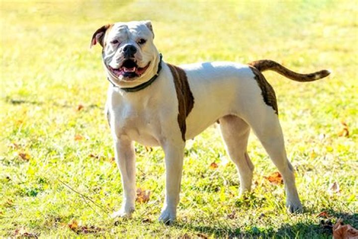 Are American Bulldogs inbred?
