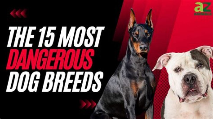 Are any dog breeds naturally aggressive?