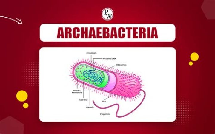 Are archaebacteria unicellular?