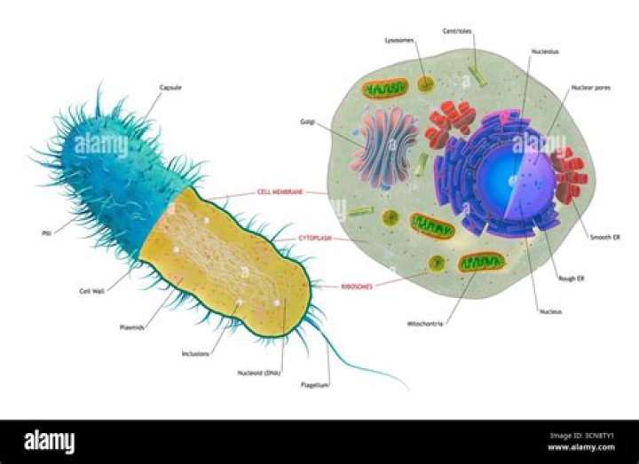 Are bacteria always single celled?
