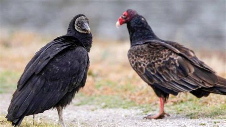 Are black vultures protected in Texas?
