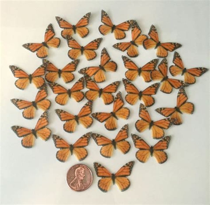 Are butterflies edible?