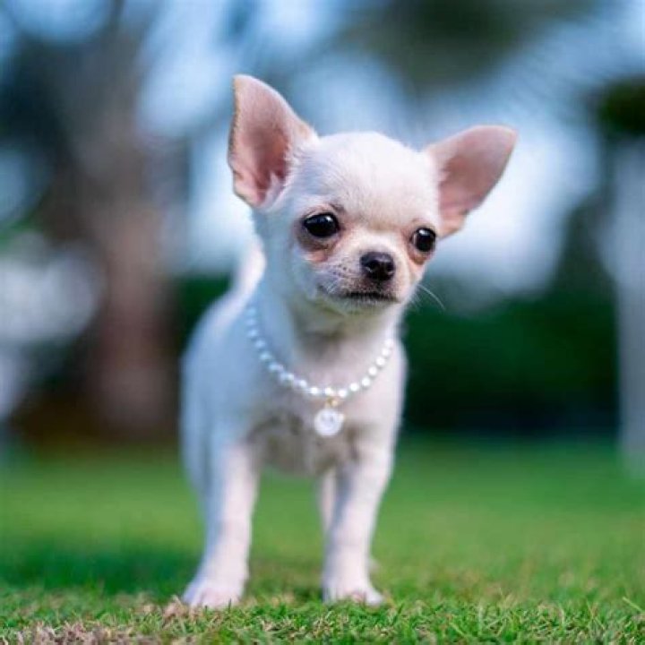 Are Chihuahuas supposed to be skinny?