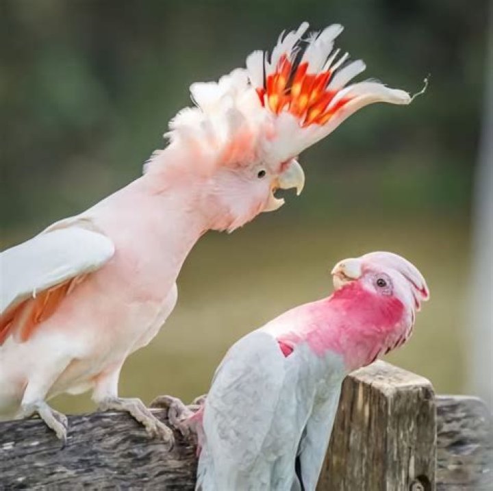 Are cockatoos sexually dimorphic?