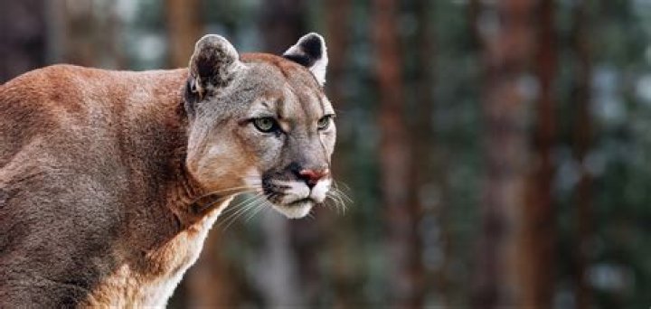 Are cougars native to Florida?