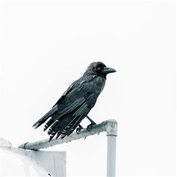 Are crows protected in Ireland?