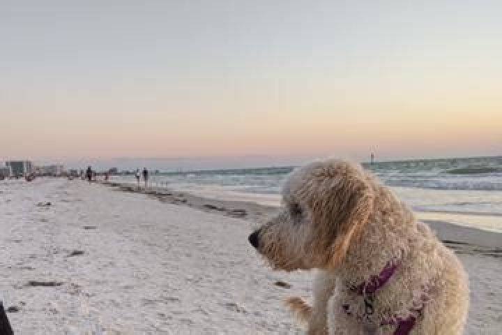 Are dogs allowed on North Clearwater Beach?