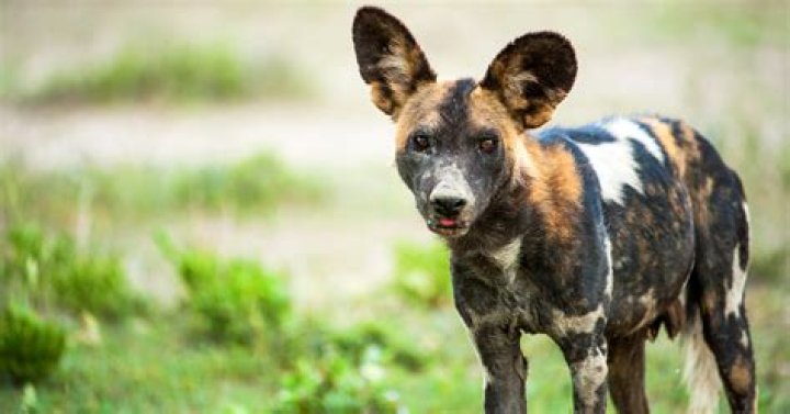 Are dogs killed for leather?