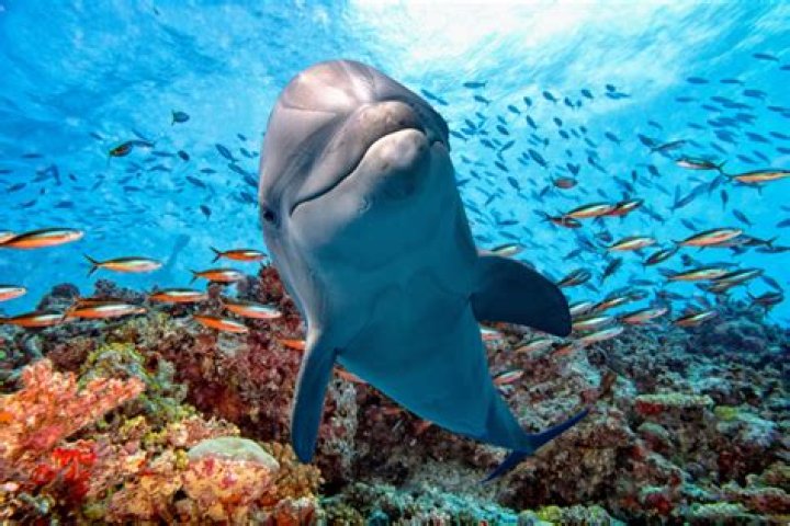 Are dolphins a good omen?