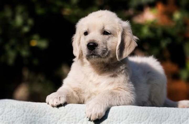 Are Golden Retrievers feet webbed?