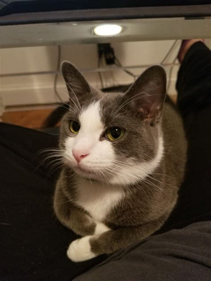 Are GREY tuxedo cats rare?
