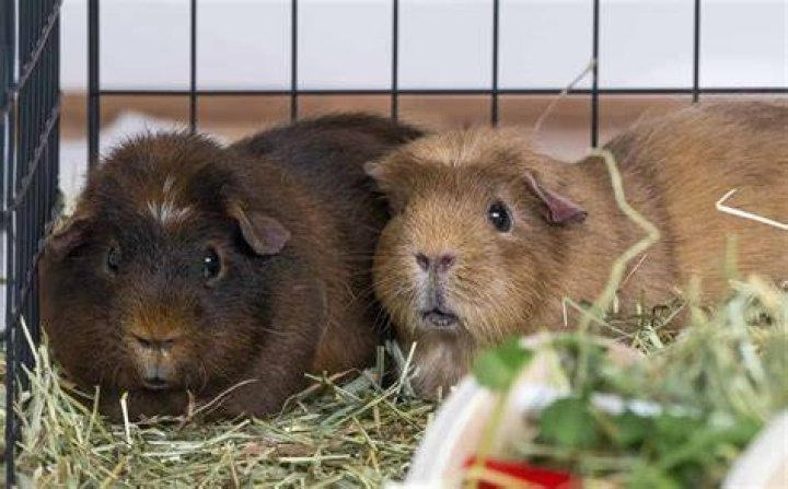 Are guinea pigs scared at first?