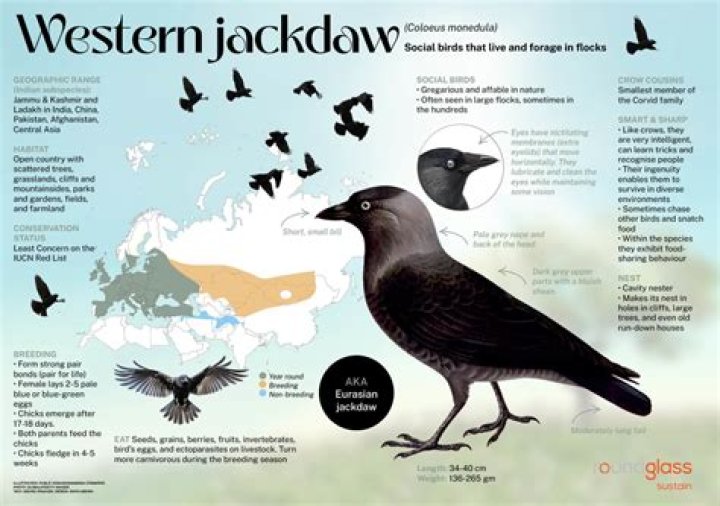 Are jackdaws bad luck?