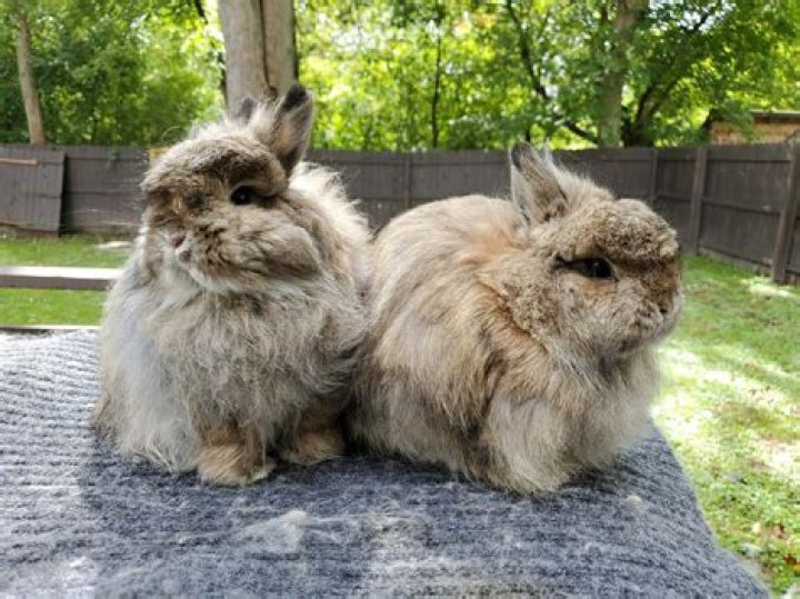 Are Jersey Wooly rabbits aggressive?