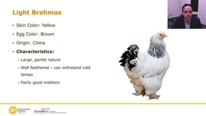 Are Light Brahmas good egg layers?