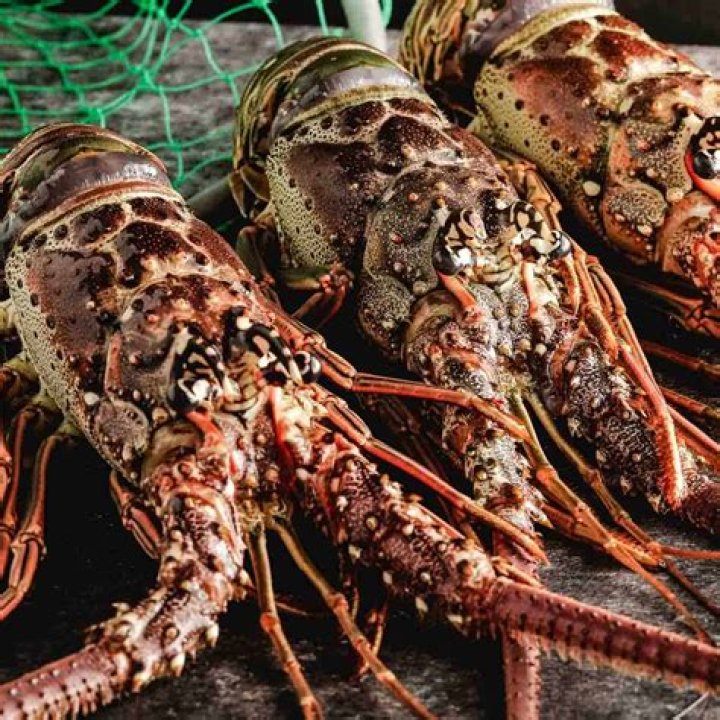 Are lobsters always expensive?