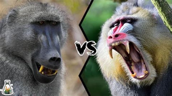 Are mandrills stronger than baboons?