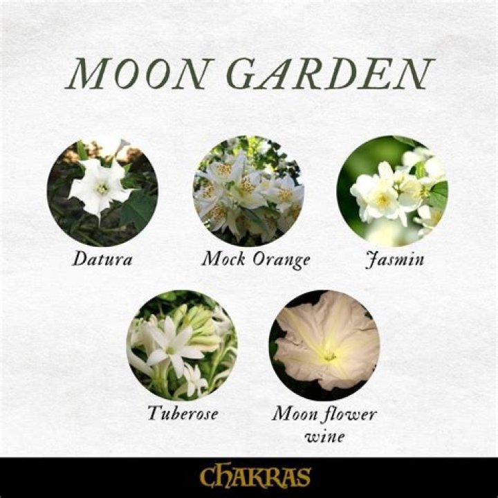 Are moonflowers Datura?
