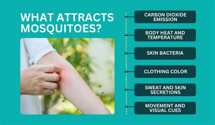 Are mosquitoes attracted to potassium?
