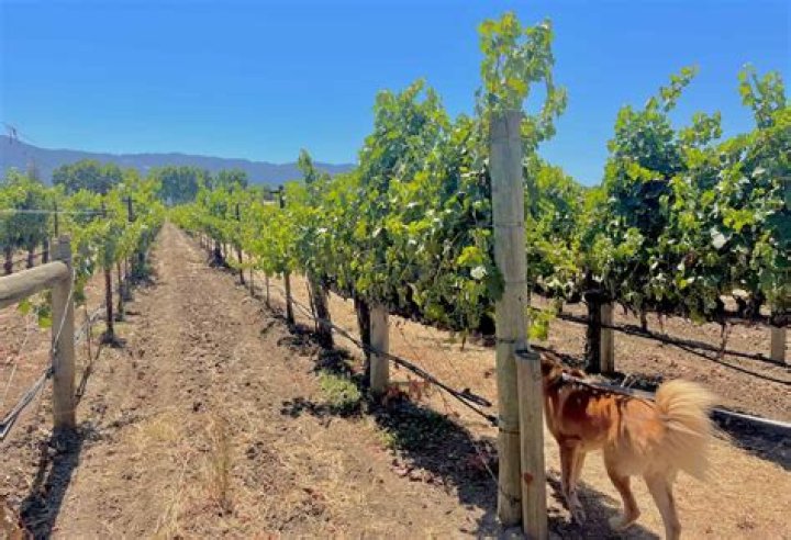 Are Napa wineries dog friendly?