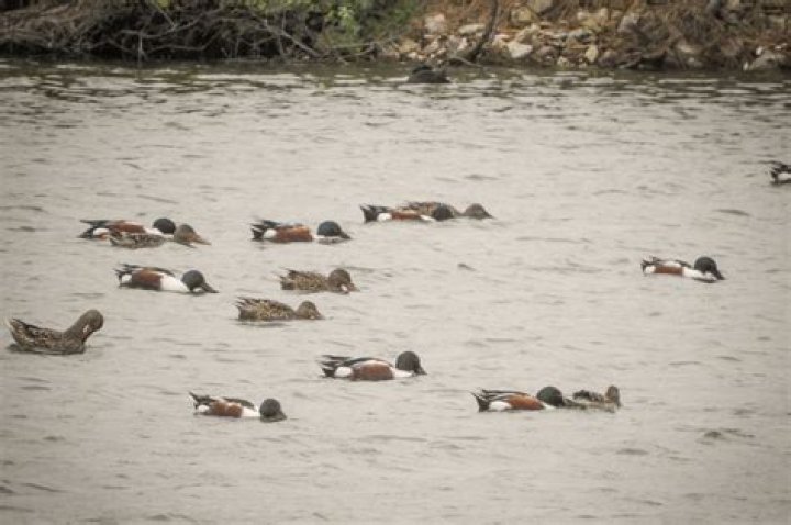Are northern shovelers good eating?