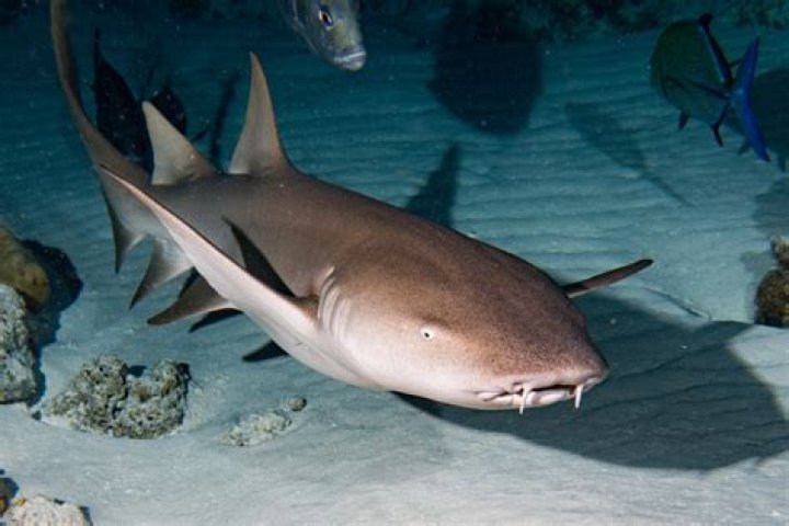 Are nurse sharks vegetarian?