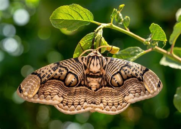 Are oak moths dangerous?