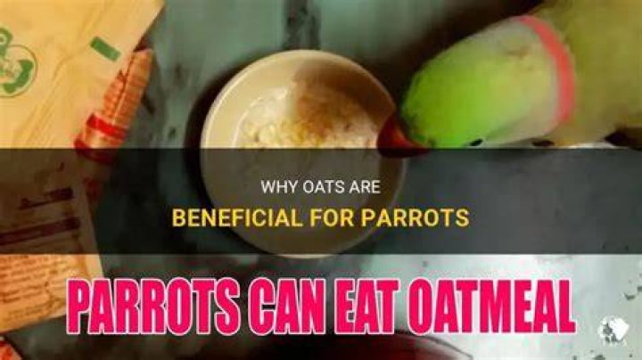 Are Oats good for parrots?