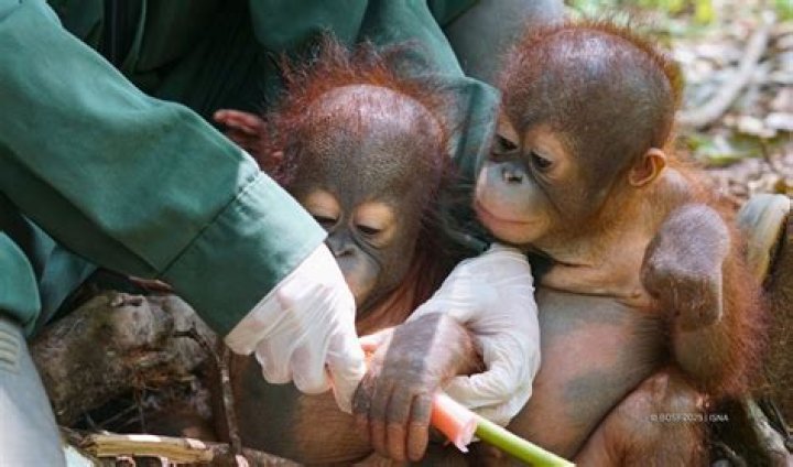 Are orangutans like humans?
