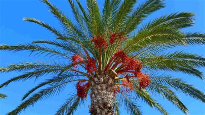 Are palm tree flowers poisonous?