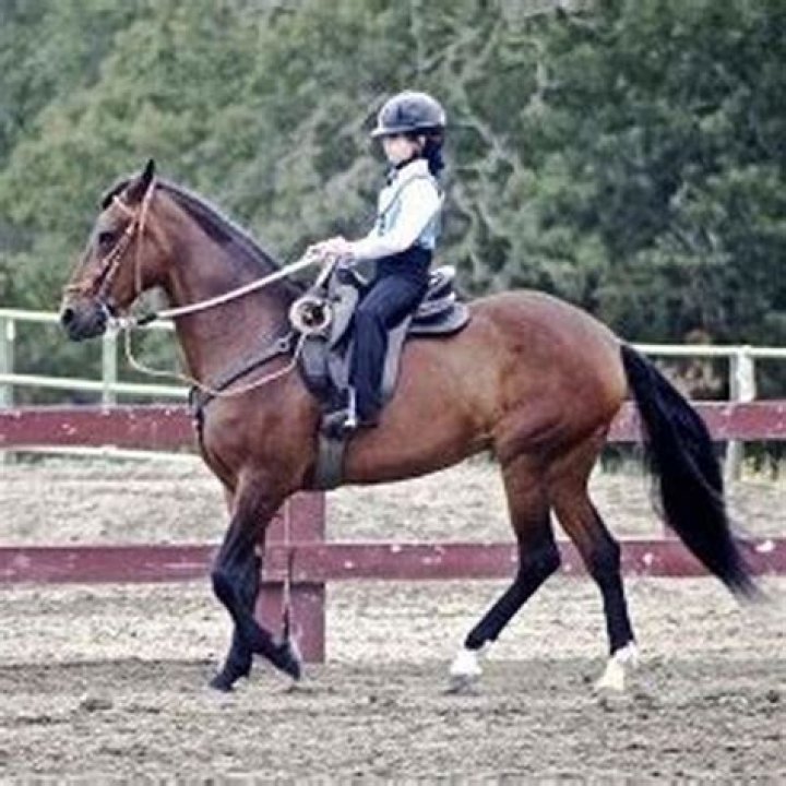 Are Paso Fino horses good?