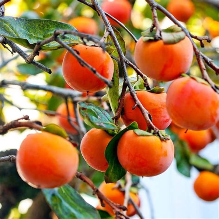 Are persimmon trees hard to grow?