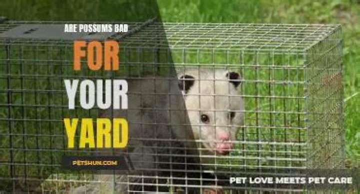 Are possums bad for your yard?