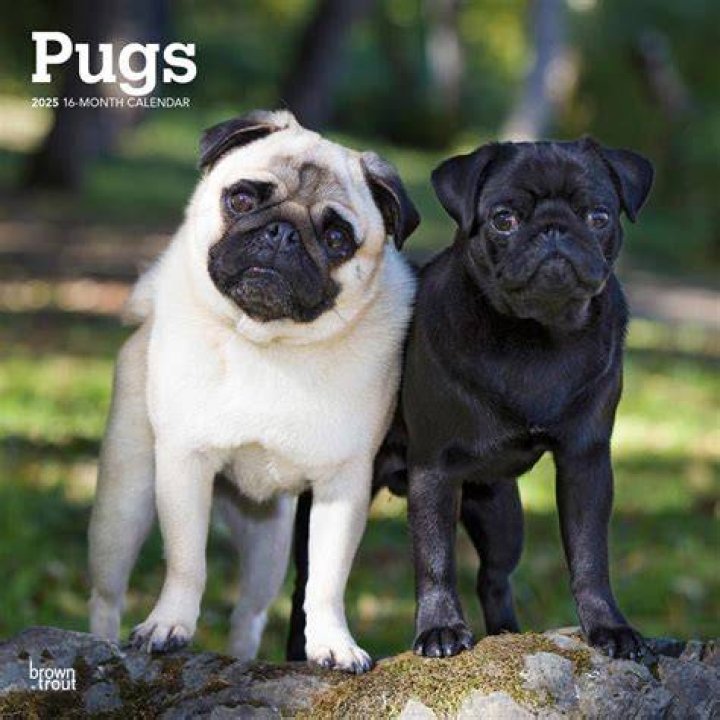 Are pugs good walkers?