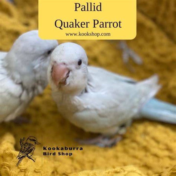 Are quaker parrots expensive?