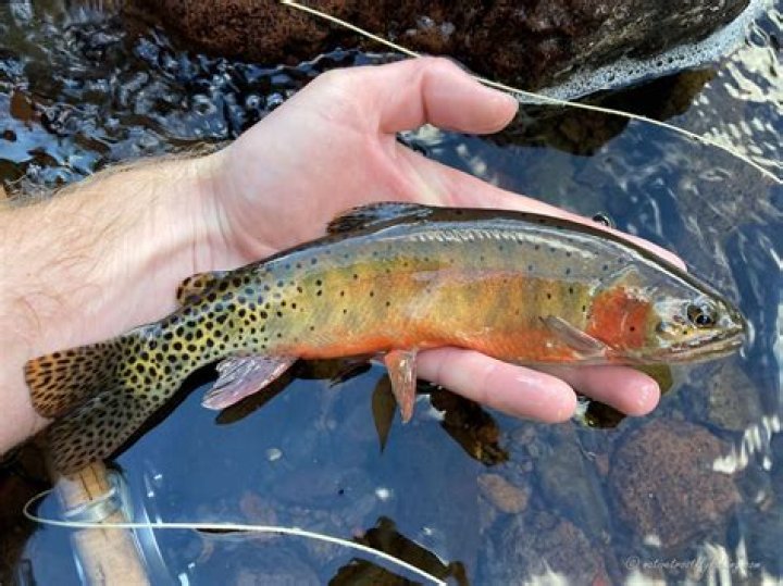 Are rainbow trout native to BC?