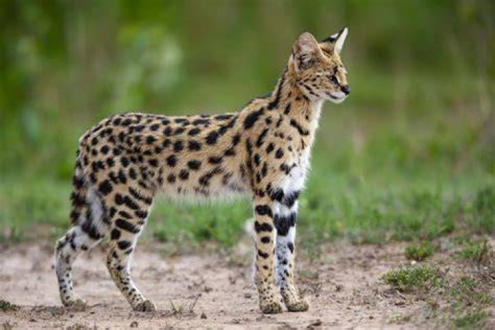 Are servals illegal?