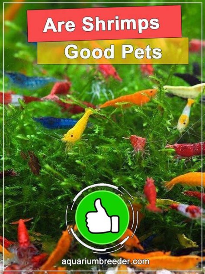 Are shrimps good pets?