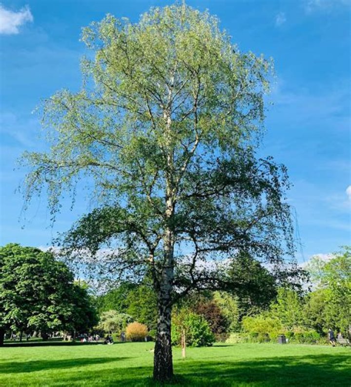 Are silver birch native to UK?