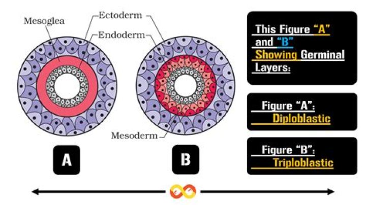 Are sponges Diploblastic or Triploblastic?