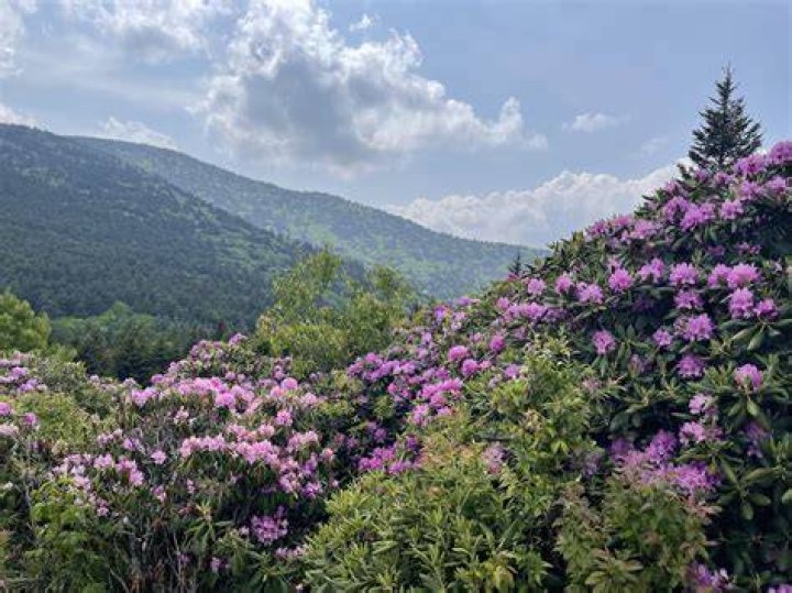 Are the rhododendrons blooming on Roan Mountain?