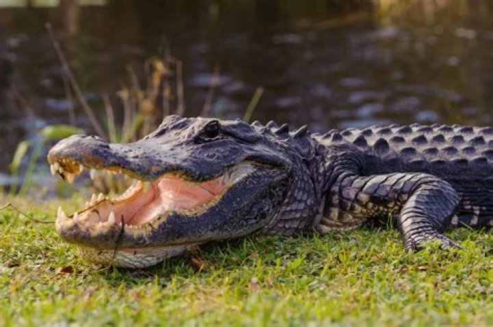 Are there alligators in Alabama River?