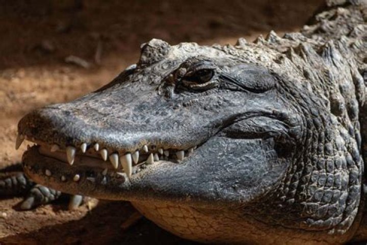 Are there alligators in Ghana?