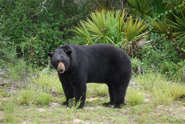 Are there bears in Southwest Florida?