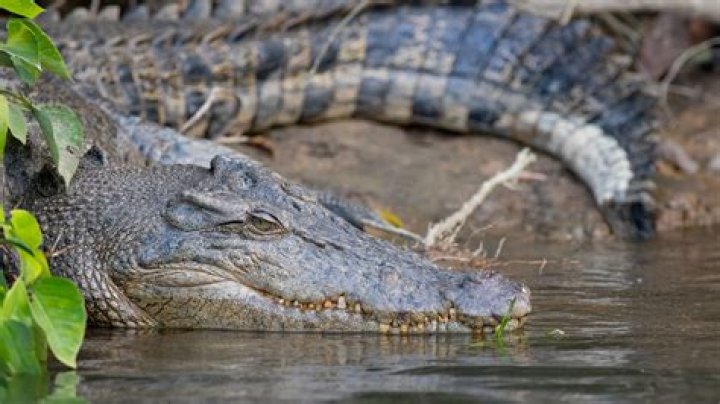 Are there crocodiles in St Thomas?