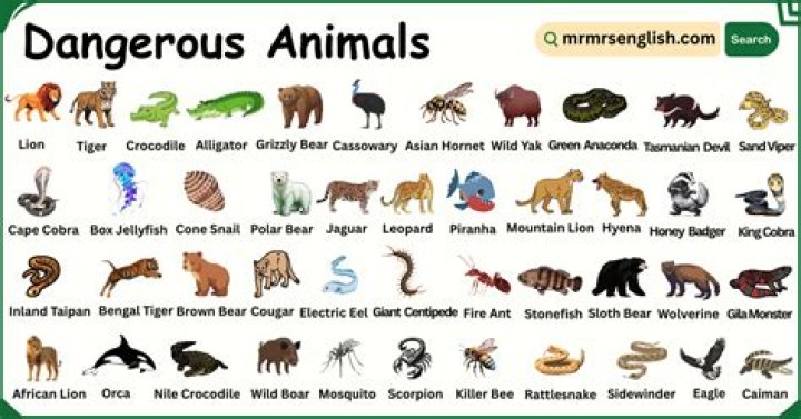 Are there dangerous animals in Europe?