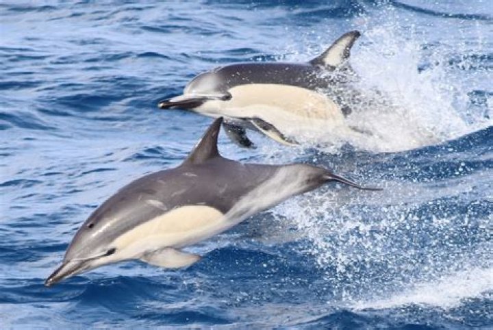 Are there dolphins in the Dominican Republic?