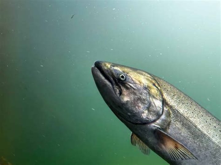 Are there fish in Lake Pukaki?
