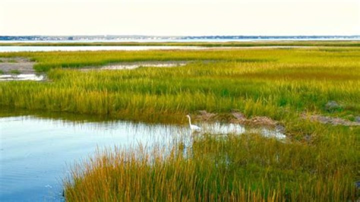 Are there freshwater marshes?